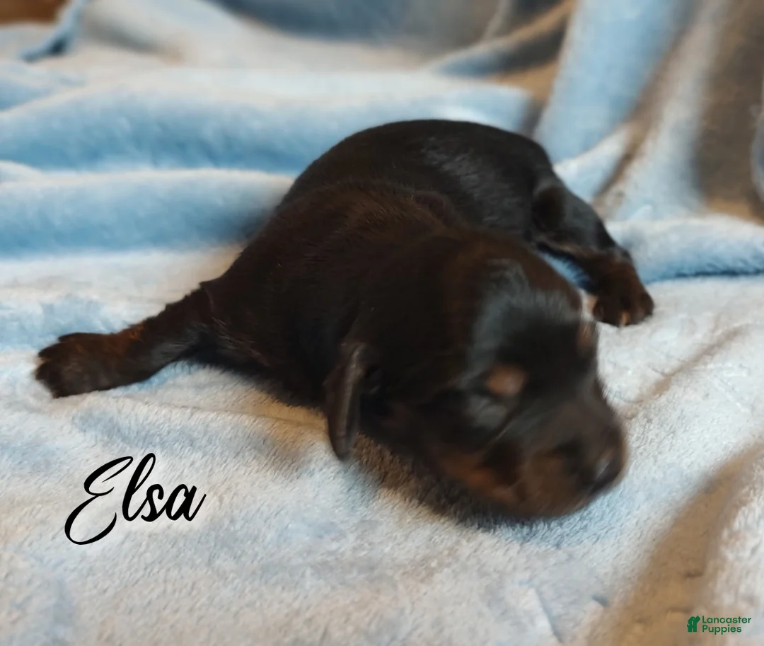 Miniature Dachshund dogs for sale: Miniature Dachshund 2 - Ad 2
