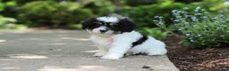 Cavachon dogs for sale: Dory - Ad 6