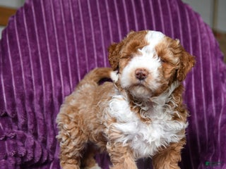 Miniature Poodle dogs Ivy - Ad 30