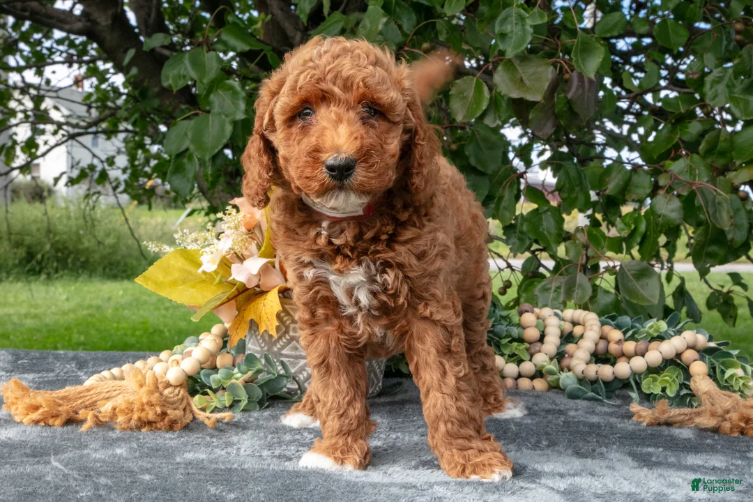 Miniature Poodle dogs for sale: Tootise - Ad 3