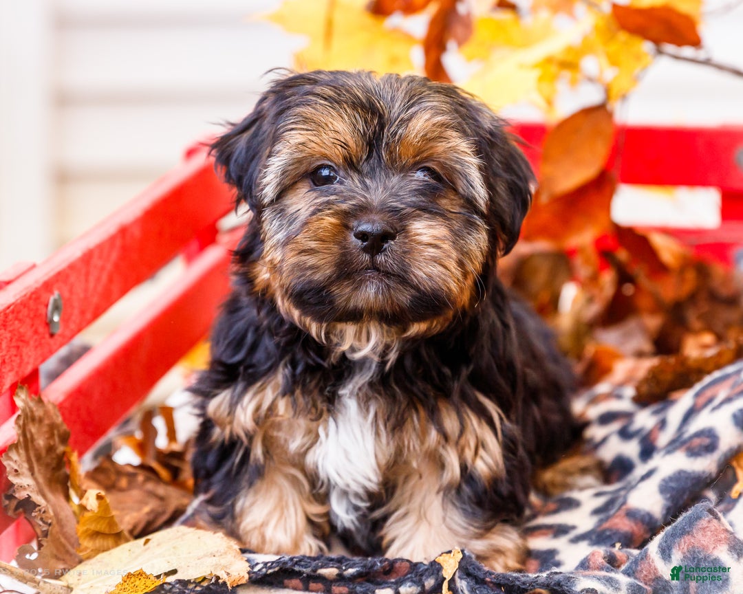 Shorkie dogs for sale: Lance - Ad 3