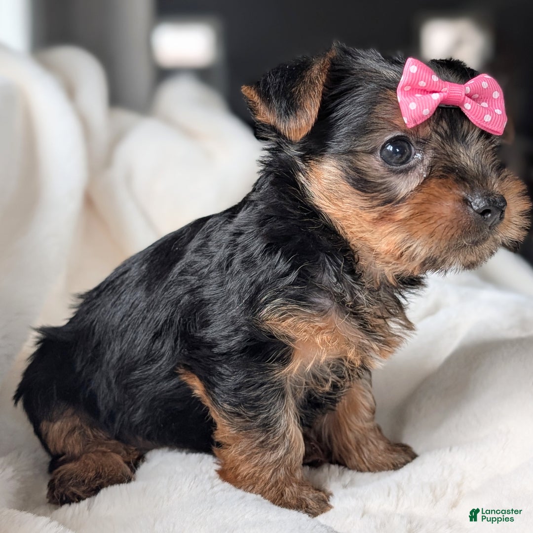 Yorkshire Terrier dogs for sale: Anna - Ad 8