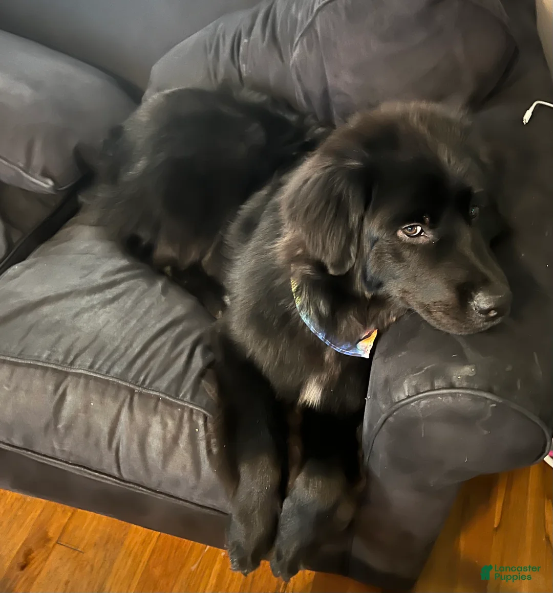 Newfoundland dogs for stud: Grizzly  - Ad 10