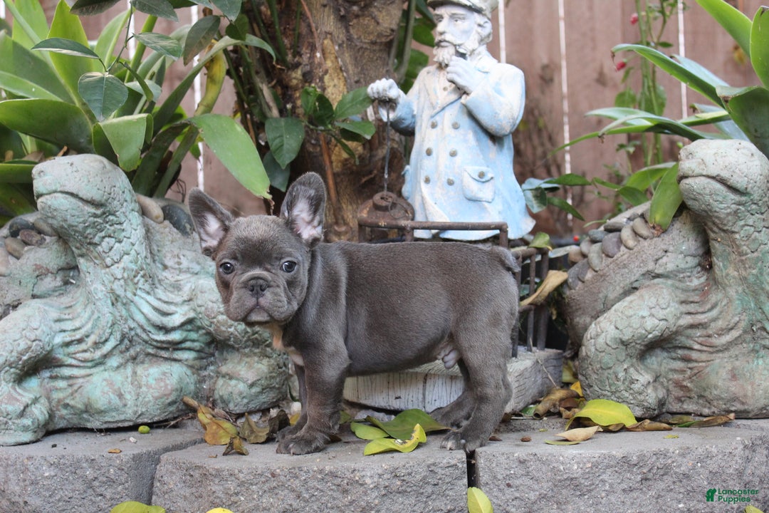 French Bulldog dogs for sale: Vlue French Bulldog Puppy  - Ad 3