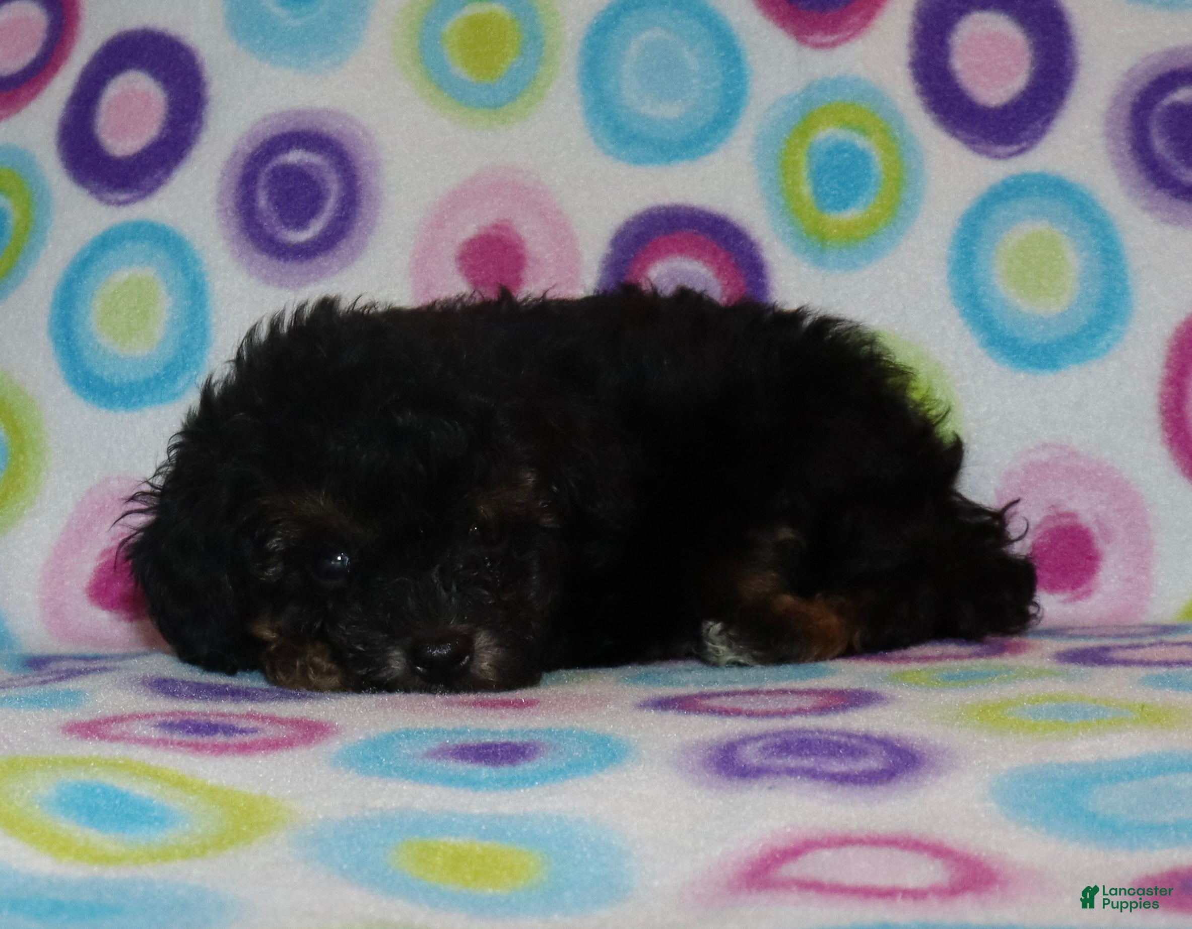 Miniature Poodle dogs Phantom male - Ad 15