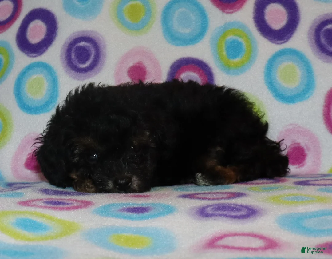 Miniature Poodle dogs for sale: Phantom male - Ad 1