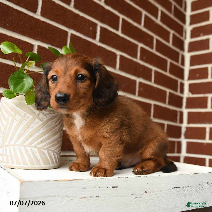 Dachshund dogs Cooper - Ad 2