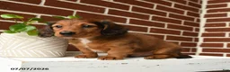 Dachshund dogs for sale: Cooper - Ad 2