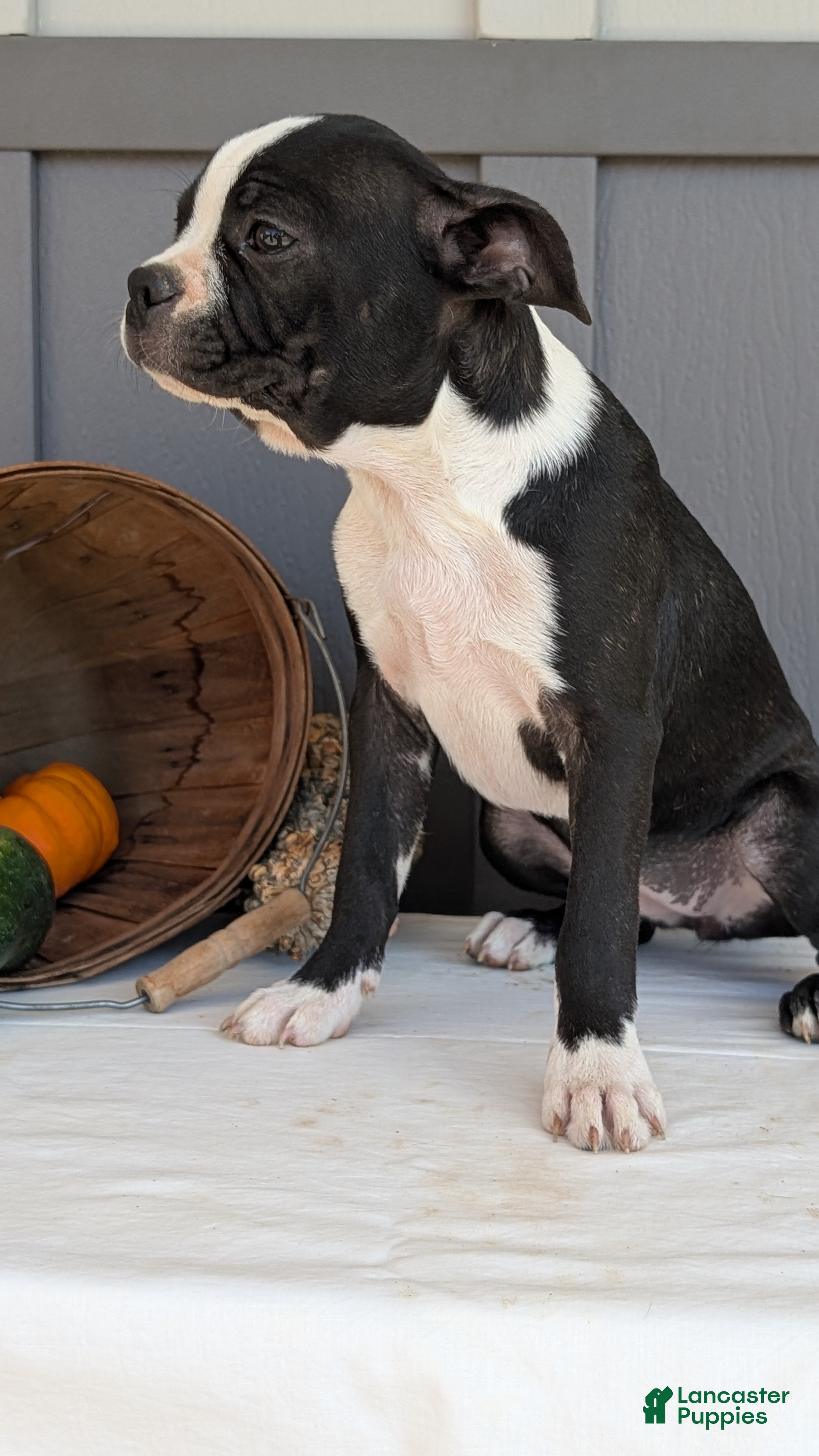 Boston Terrier dogs for sale: Twila  - Ad 2