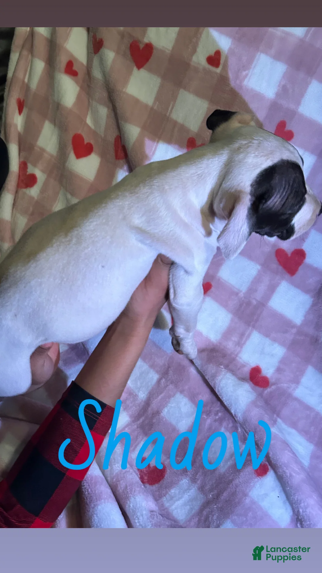 American Pit Bull Terrier dogs for sale: Shadow - Ad 3