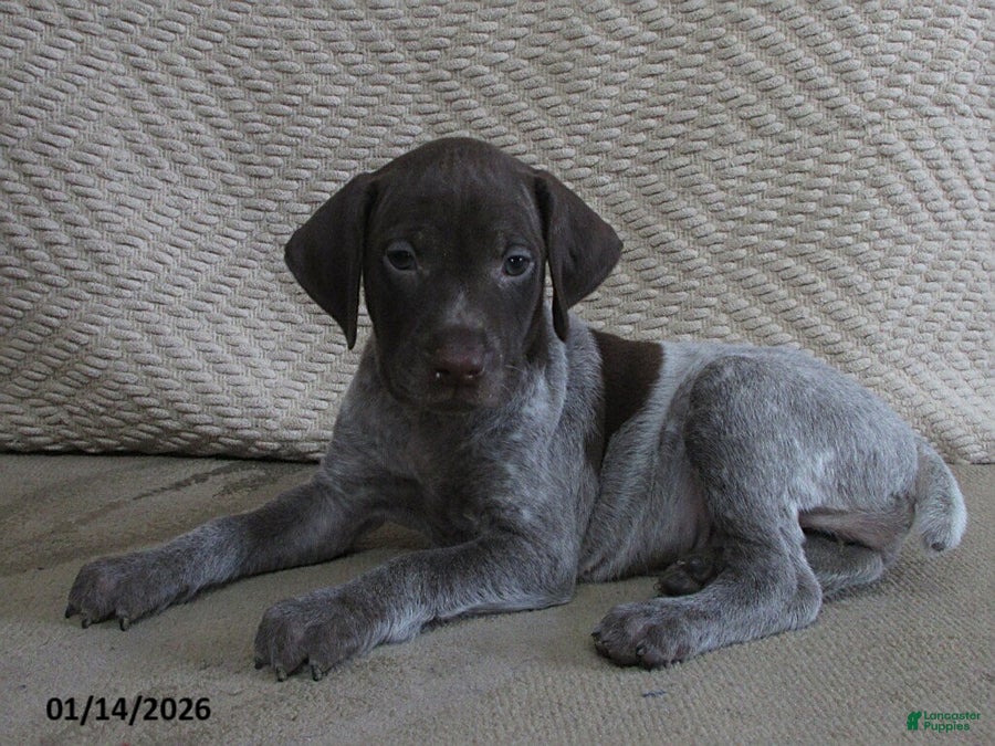 German Shorthaired Pointer dogs Elmira - Ad 30