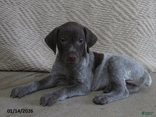 German Shorthaired Pointer dogs Elmira - Ad 24