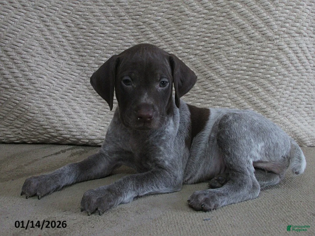 German Shorthaired Pointer dogs for sale: Elmira - Ad 1