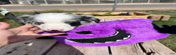 Mixed Breed dogs for sale: Red - Ad 3