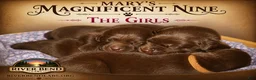Labrador Retriever dogs for sale: Ms. Brown - Ad 5