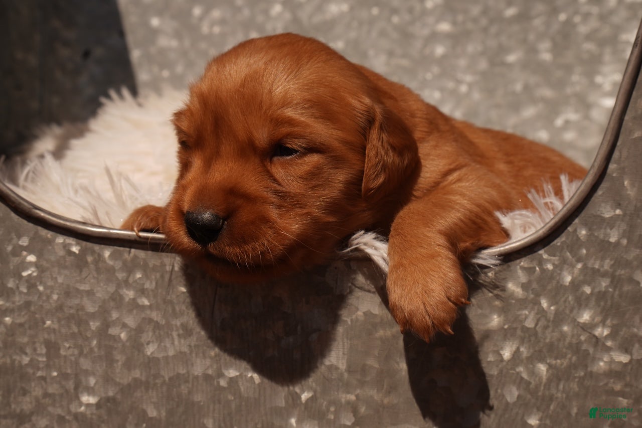 Golden Retriever dogs Missy - AKC, Genetically Clear - Ad 1