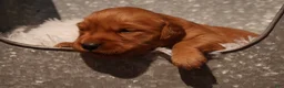 Golden Retriever dogs for sale: Missy - AKC, Genetically Clear - Ad 1