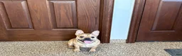 French Bulldog dogs for sale: Sandy - Ad 5