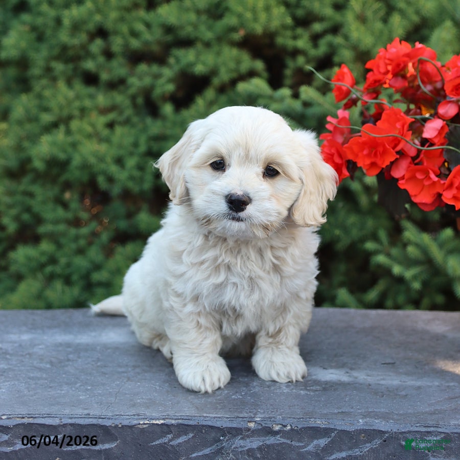 Mixed Breed dogs Felix - Ad 1