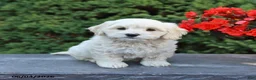 Mixed Breed dogs for sale: Felix - Ad 1