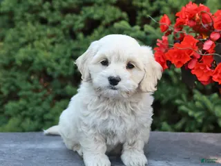 Mixed Breed dogs for sale: Felix - Ad 2
