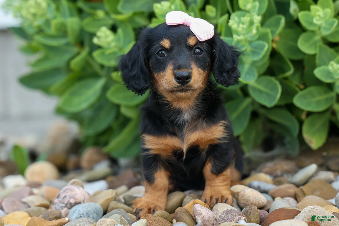 Miniature Dachshund dogs for sale: Tessa 💞 - Ad 1