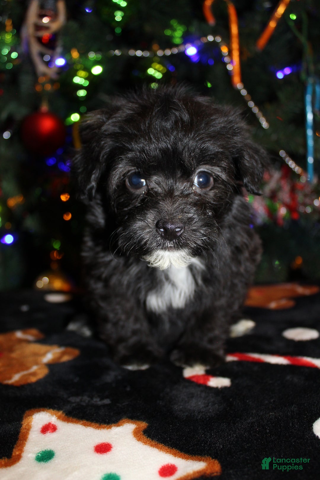 Pomapoo dogs for sale: Ollie - Ad 4