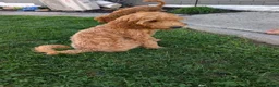Irish Doodle dogs for sale: Irish Doodle 2 - Ad 8
