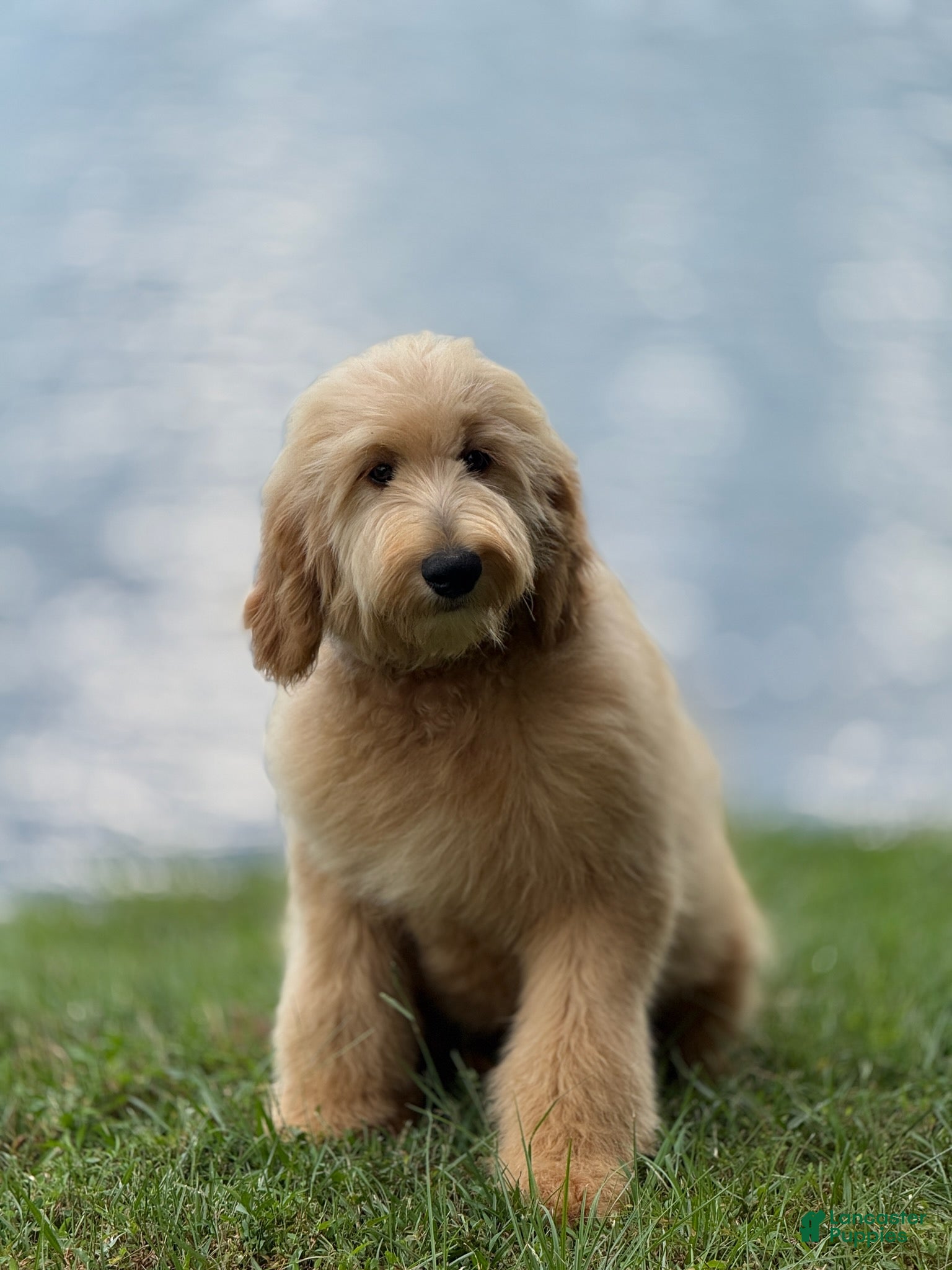Milo
