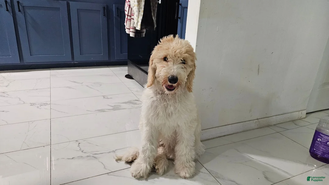 Goldendoodle dogs for sale: Flaca - Ad 1