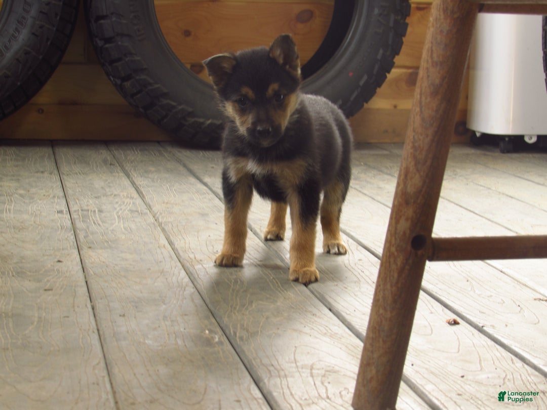 Mixed Breed dogs for sale: Kenya - Ad 1