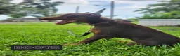 Doberman Pinscher dogs for sale: BOOTS - Ad 1