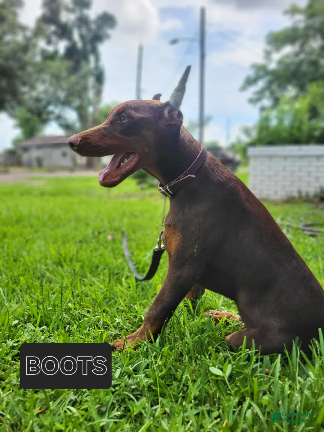 Doberman Pinscher dogs for sale: BOOTS - Ad 1