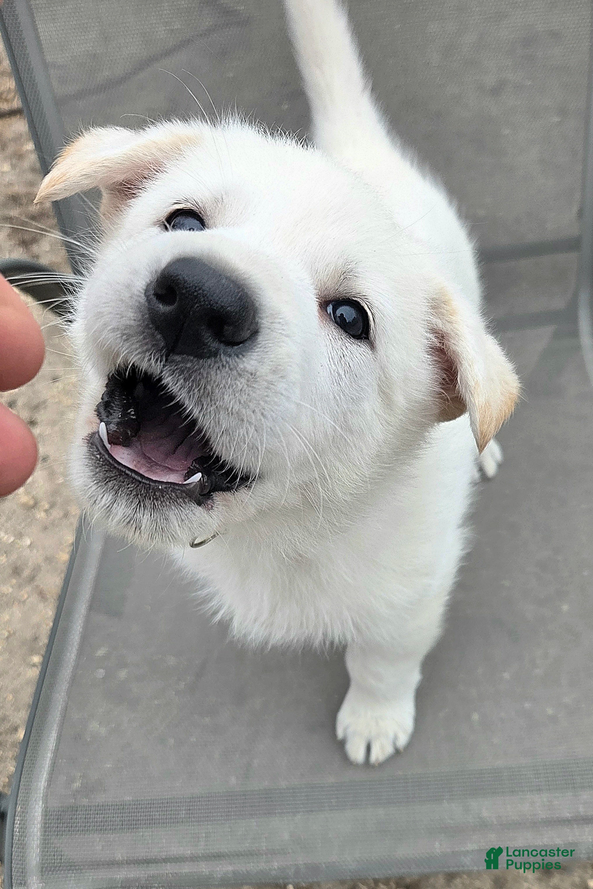 German Shepherd dogs for sale: Anna - Ad 4