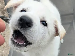 German Shepherd dogs for sale: Anna - Ad 4