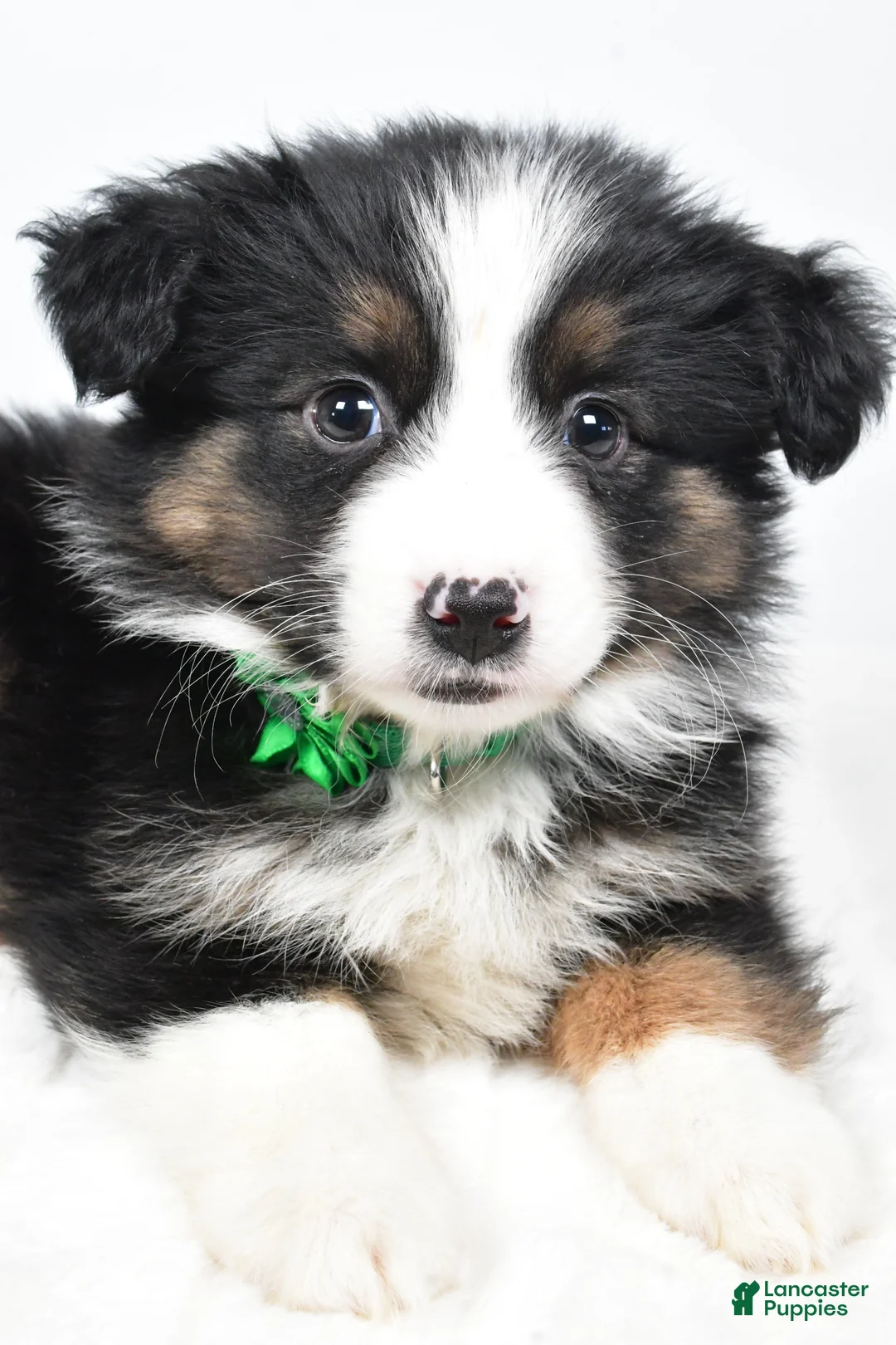 Miniature Australian Shepherd dogs for sale: Lila - Ad 5