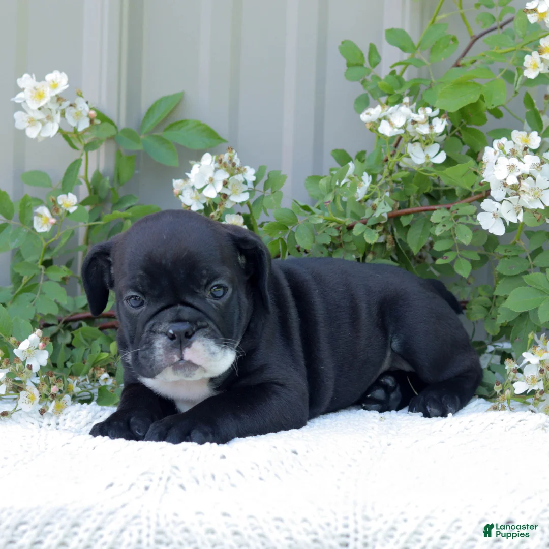 English Bulldog dogs for sale: Jazzy - Ad 2