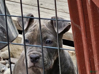 American Bully dogs American Bully Puppy 1 - Ad 10