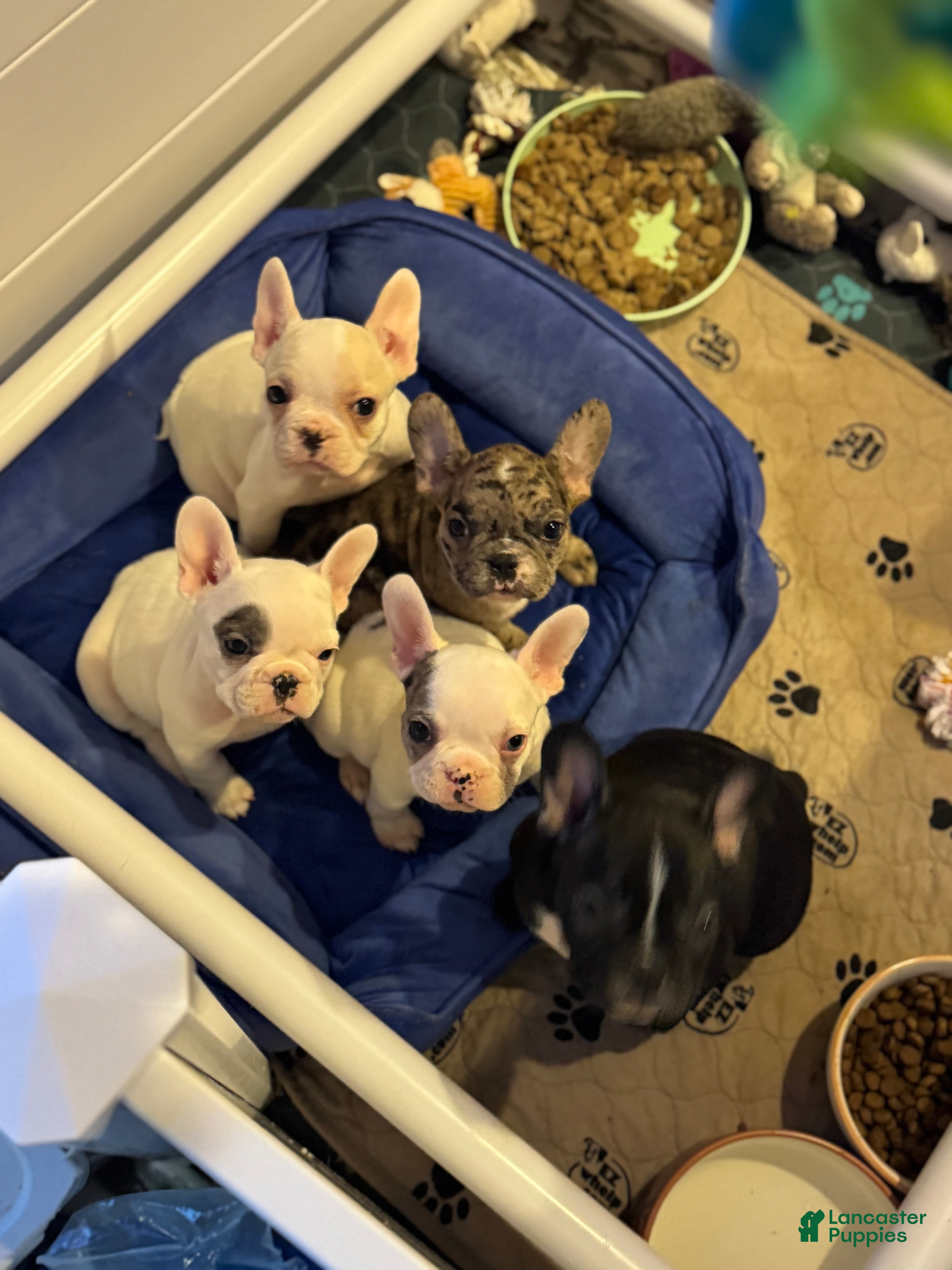 French Bulldog dogs Vinnie French Bulldog Puppy 1 - Ad 2