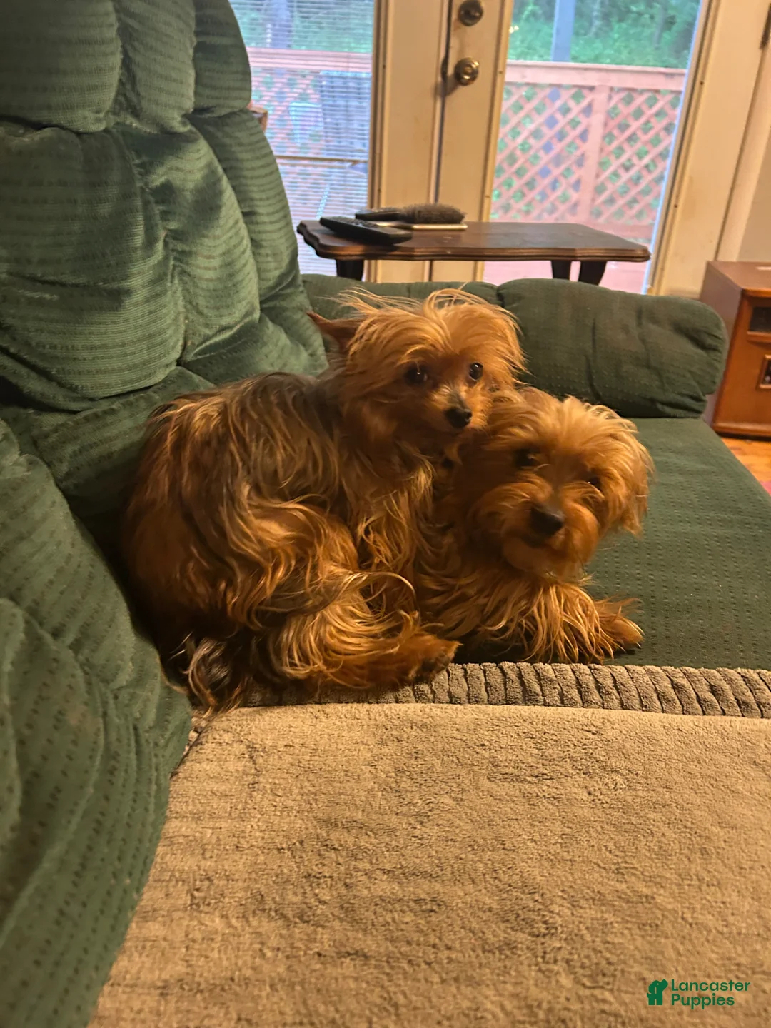 Yorkshire Terrier dogs for sale: Yorkshire Terrier Puppy 1 - Ad 3