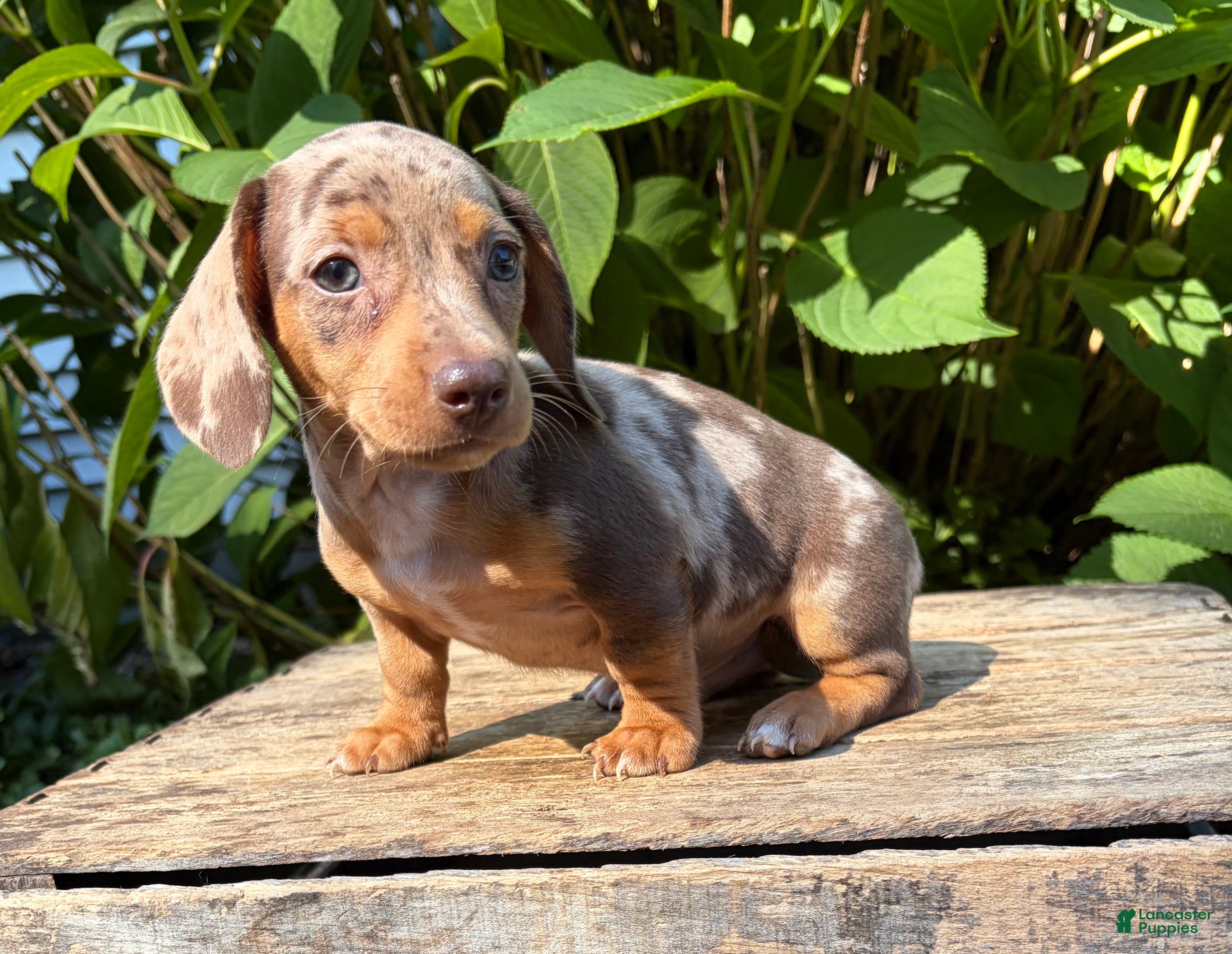 Dachshund dogs Fizzle - Ad 2