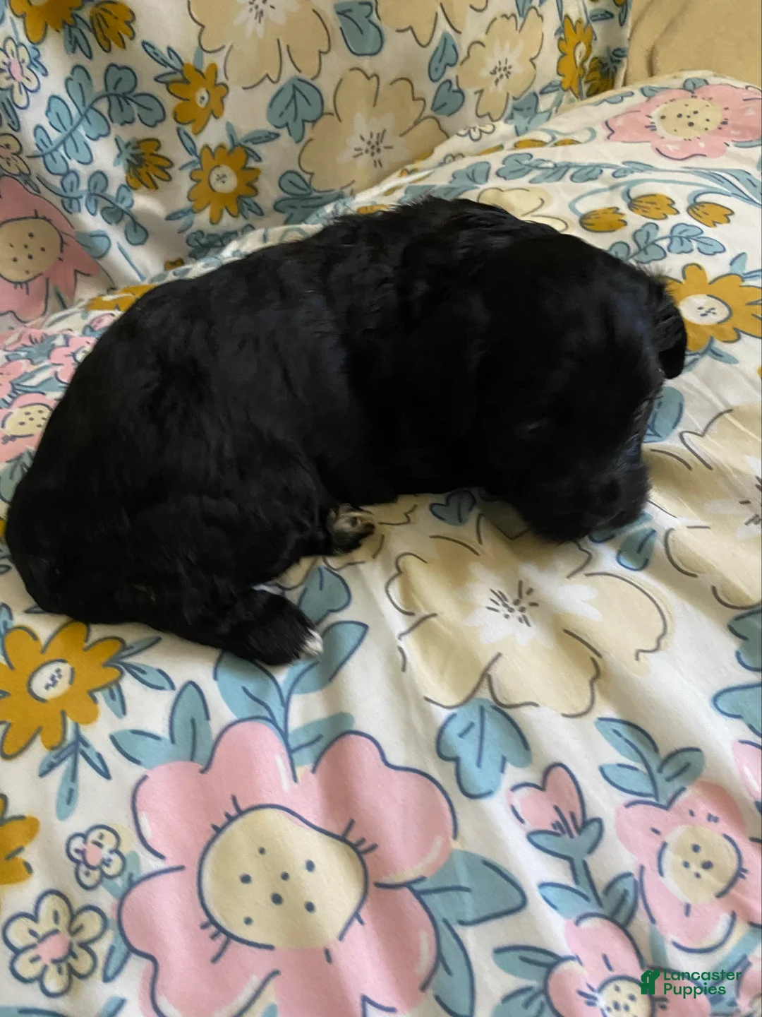 Mixed Breed dogs for sale: Arlene - Ad 2