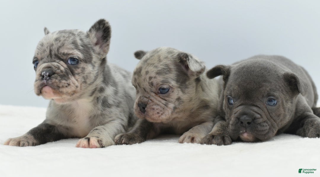 Mixed Breed dogs for sale: Nugget blue hybrid  - Ad 10