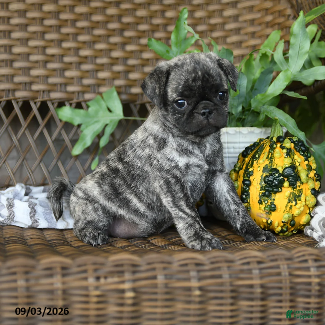 Pug dogs for sale: Crumpet - Ad 1