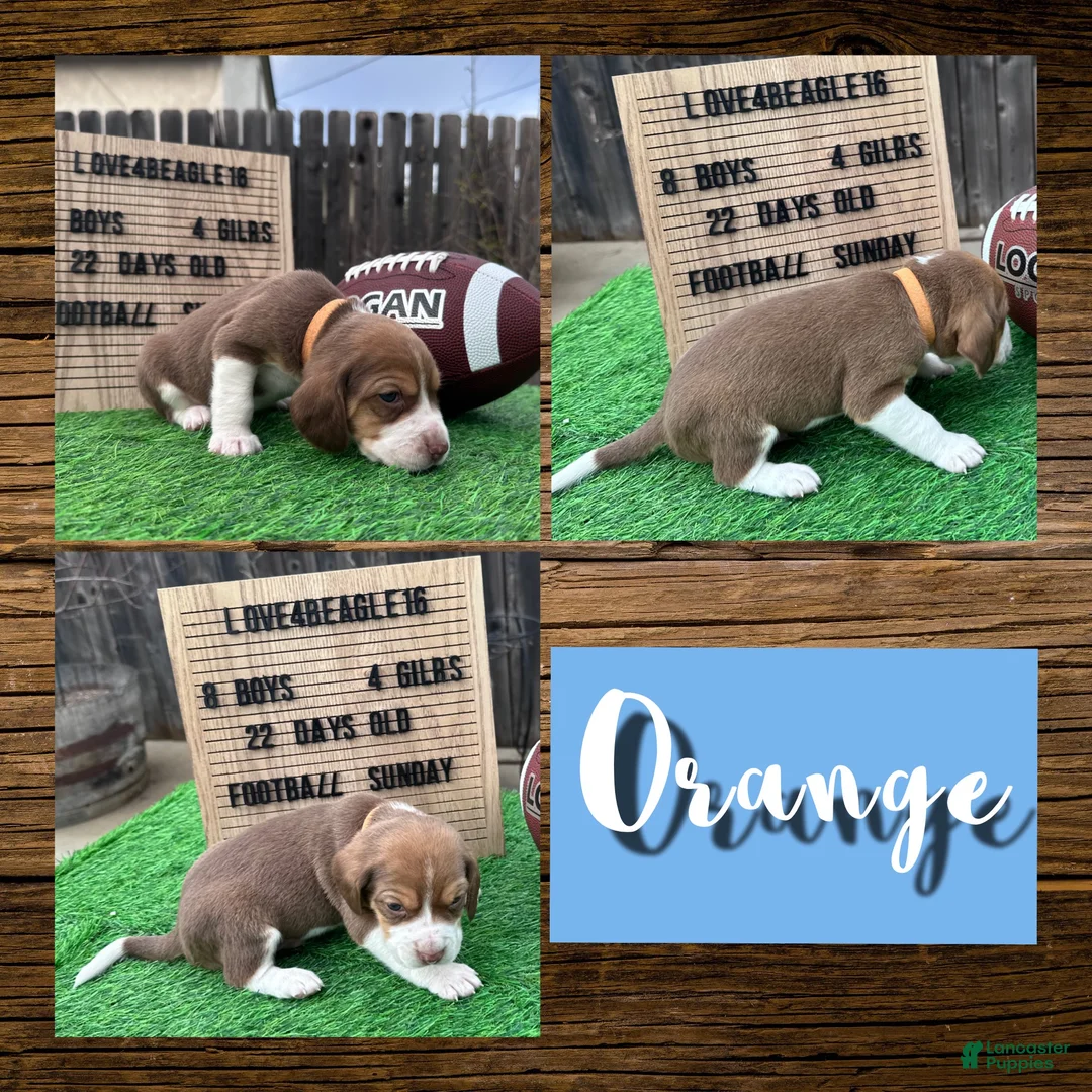 Beagle dogs for sale: Beagle Puppy 5 - Ad 1