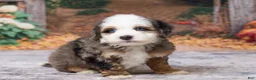 Bernedoodle dogs for sale: Kobe - Ad 4