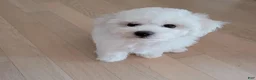 Bichon Frise dogs for sale: Ben (Male) - 9 weeks Old - Ad 4