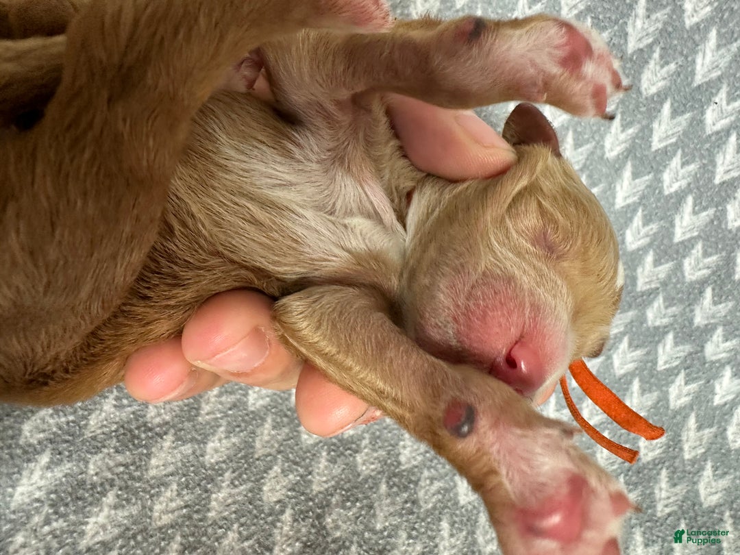 Goldendoodle dogs for sale: Orange - Ad 4