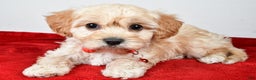 Cavachon dogs for sale: Gale - Ad 1