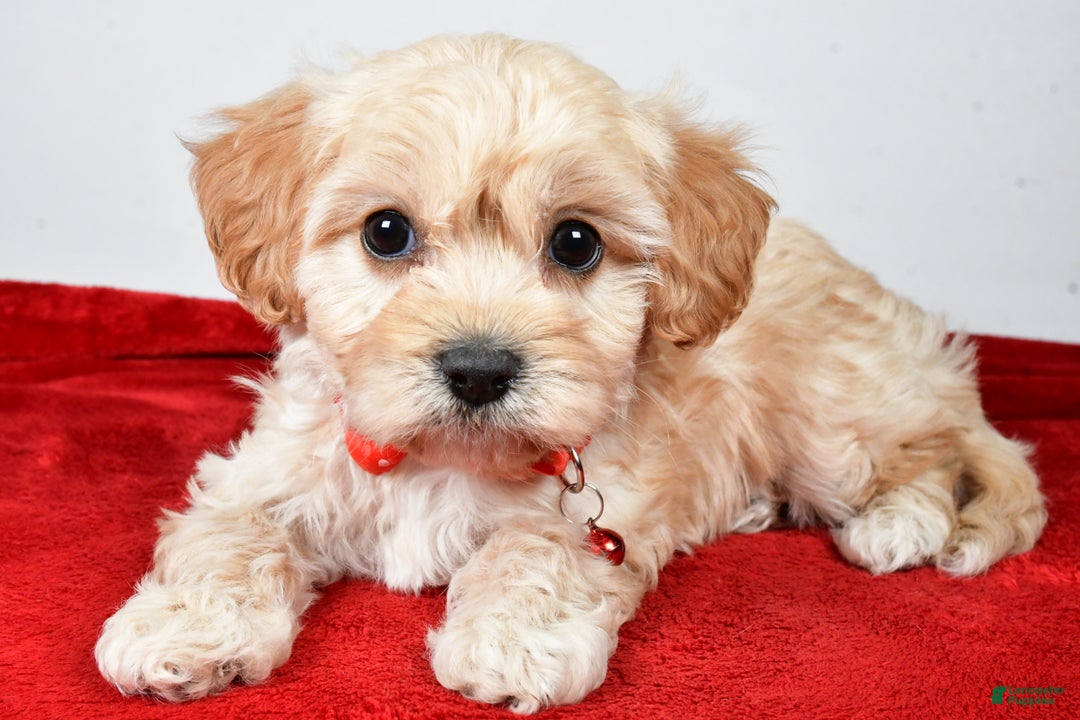 Cavachon dogs for sale: Gale - Ad 1